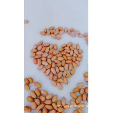 Kernels de amendoim crus de tipo longo chinês com preço baixo